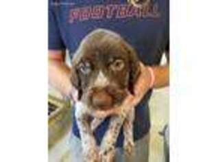 German Wirehaired Pointer Puppy for sale in Yadkinville, NC, USA