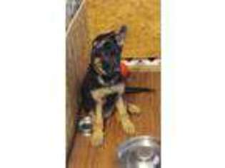 German Shepherd Dog Puppy for sale in Bay City, MI, USA