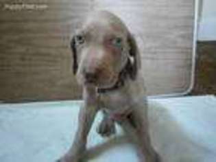 Weimaraner Puppy for sale in Volant, PA, USA