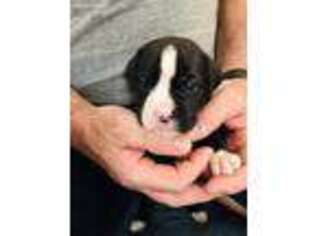 Boxer Puppy for sale in Northford, CT, USA