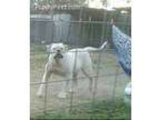 American Bulldog Puppy for sale in Sulphur Springs, TX, USA