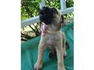 Bullmastiff Puppy for sale in Kissimmee, FL, USA