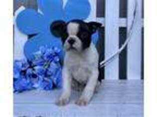 Boston Terrier Puppy for sale in Shrewsbury, MA, USA