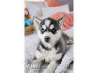 Siberian Husky Puppy for sale in Nappanee, IN, USA