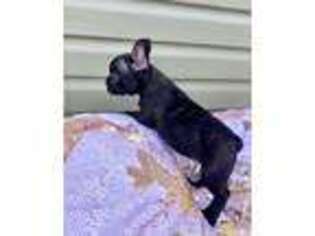 French Bulldog Puppy for sale in Rocky Point, NC, USA