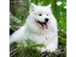 Samoyed Puppy for sale in Halethorpe, MD, USA