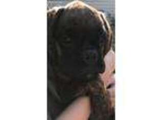 Boxer Puppy for sale in Knoxville, TN, USA