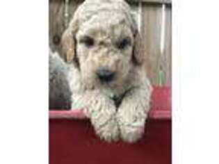 Goldendoodle Puppy for sale in Cordele, GA, USA