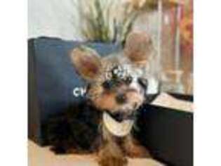 Yorkshire Terrier Puppy for sale in Chino, CA, USA