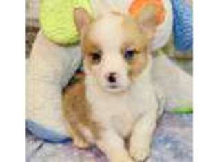 Pembroke Welsh Corgi Puppy for sale in Pittsburg, KS, USA