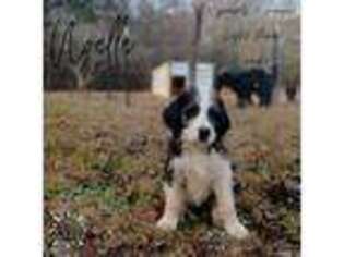 Saint Berdoodle Puppy for sale in Easley, SC, USA