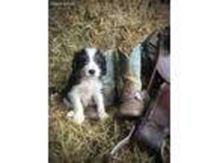 Medium Photo #1 Australian Shepherd Puppy For Sale in Dundee, OH, USA