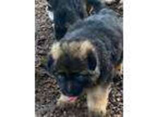 German Shepherd Dog Puppy for sale in Corvallis, OR, USA