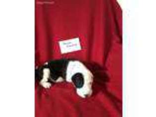 Great Dane Puppy for sale in Union City, MI, USA