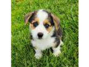 Pembroke Welsh Corgi Puppy for sale in Sweet Springs, MO, USA