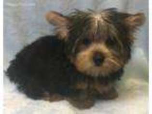 Yorkshire Terrier Puppy for sale in Sharon, KS, USA