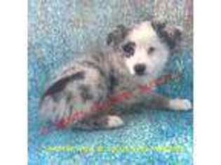 Miniature Australian Shepherd Puppy for sale in Adelphi, OH, USA