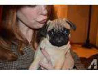 Pug Puppy for sale in SEATTLE, WA, USA