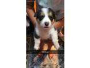 Pembroke Welsh Corgi Puppy for sale in Fairfield, IA, USA