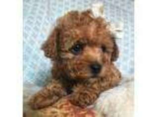 Yorkshire Terrier Puppy for sale in Woodland, WA, USA