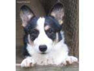 Pembroke Welsh Corgi Puppy for sale in Maple Valley, WA, USA