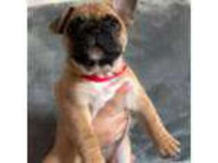 French Bulldog Puppy for sale in Westfield, NJ, USA