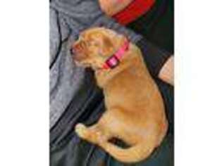 Golden Retriever Puppy for sale in Gazelle, CA, USA