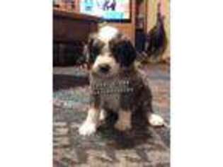 Mutt Puppy for sale in Omega, OK, USA