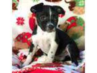 Boxer Puppy for sale in Cohutta, GA, USA