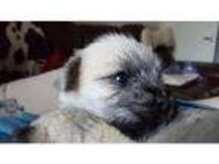 Pug Puppy for sale in Doncaster, South Yorkshire (England), United Kingdom
