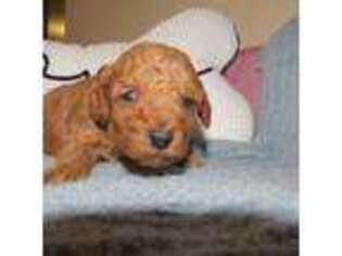 Mutt Puppy for sale in Marble Falls, AR, USA