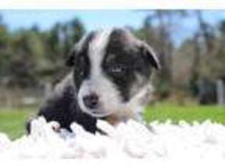 Border Collie Puppy for sale in Rochester, MA, USA