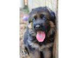 German Shepherd Dog Puppy for sale in Burlington, NC, USA