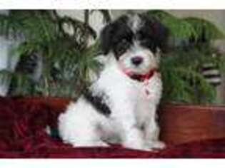Schnoodle (Standard) Puppy for sale in Rock Stream, NY, USA