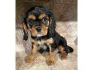 Cavalier King Charles Spaniel Puppy for sale in Bowersville, GA, USA