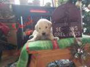 Goldendoodle Puppy for sale in Manhattan, KS, USA