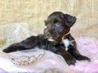 Mutt Puppy for sale in Bella Vista, AR, USA