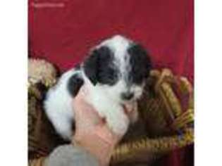Shorkie Tzu Puppy for sale in Concordia, KS, USA