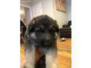 German Shepherd Dog Puppy for sale in Warwick, RI, USA