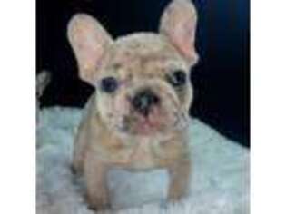 French Bulldog Puppy for sale in Toronto, OH, USA