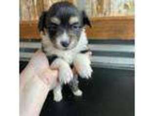 Pembroke Welsh Corgi Puppy for sale in Berea, KY, USA