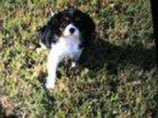 Cavalier King Charles Spaniel Puppy for sale in Willis, TX, USA