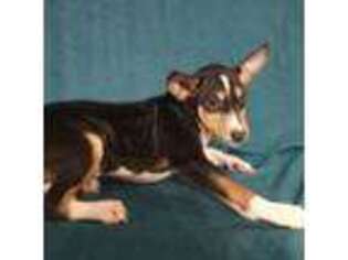 Basenji Puppy for sale in Hillsboro, WI, USA