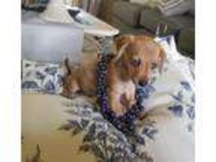 Dachshund Puppy for sale in Belleview, FL, USA
