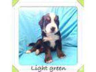 Bernese Mountain Dog Puppy for sale in PORTAGE, OH, USA