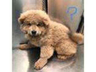 Chow Chow Puppy for sale in Jamaica, NY, USA