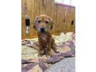 Rhodesian Ridgeback Puppy for sale in Stryker, OH, USA
