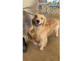 Golden Retriever Puppy for sale in Grand Junction, CO, USA