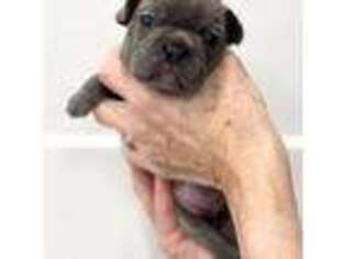 French Bulldog Puppy for sale in Carnesville, GA, USA