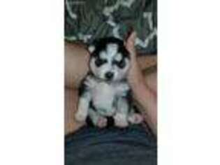 Alaskan Klee Kai Puppy for sale in Broomfield, CO, USA